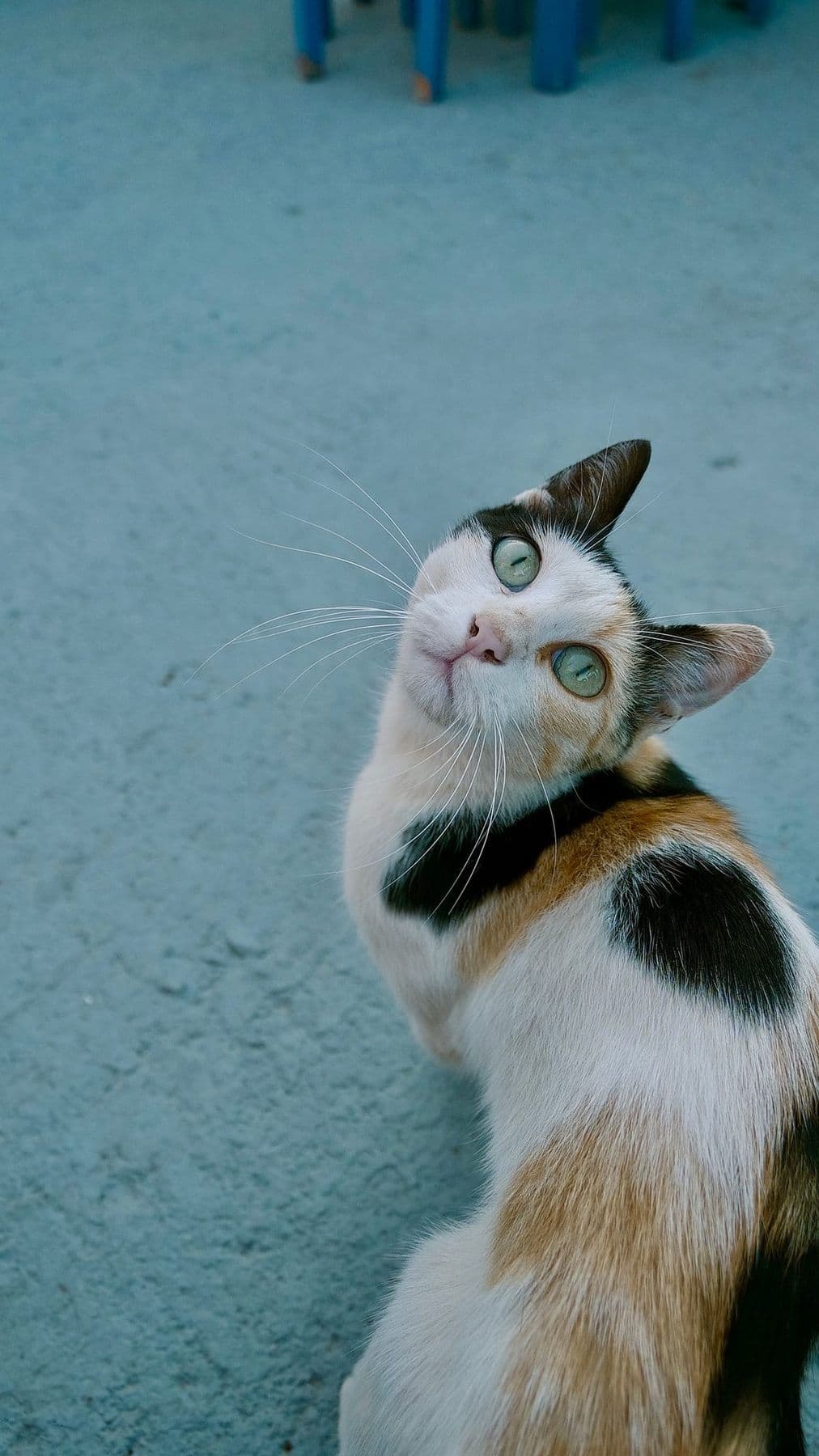 Cats :)