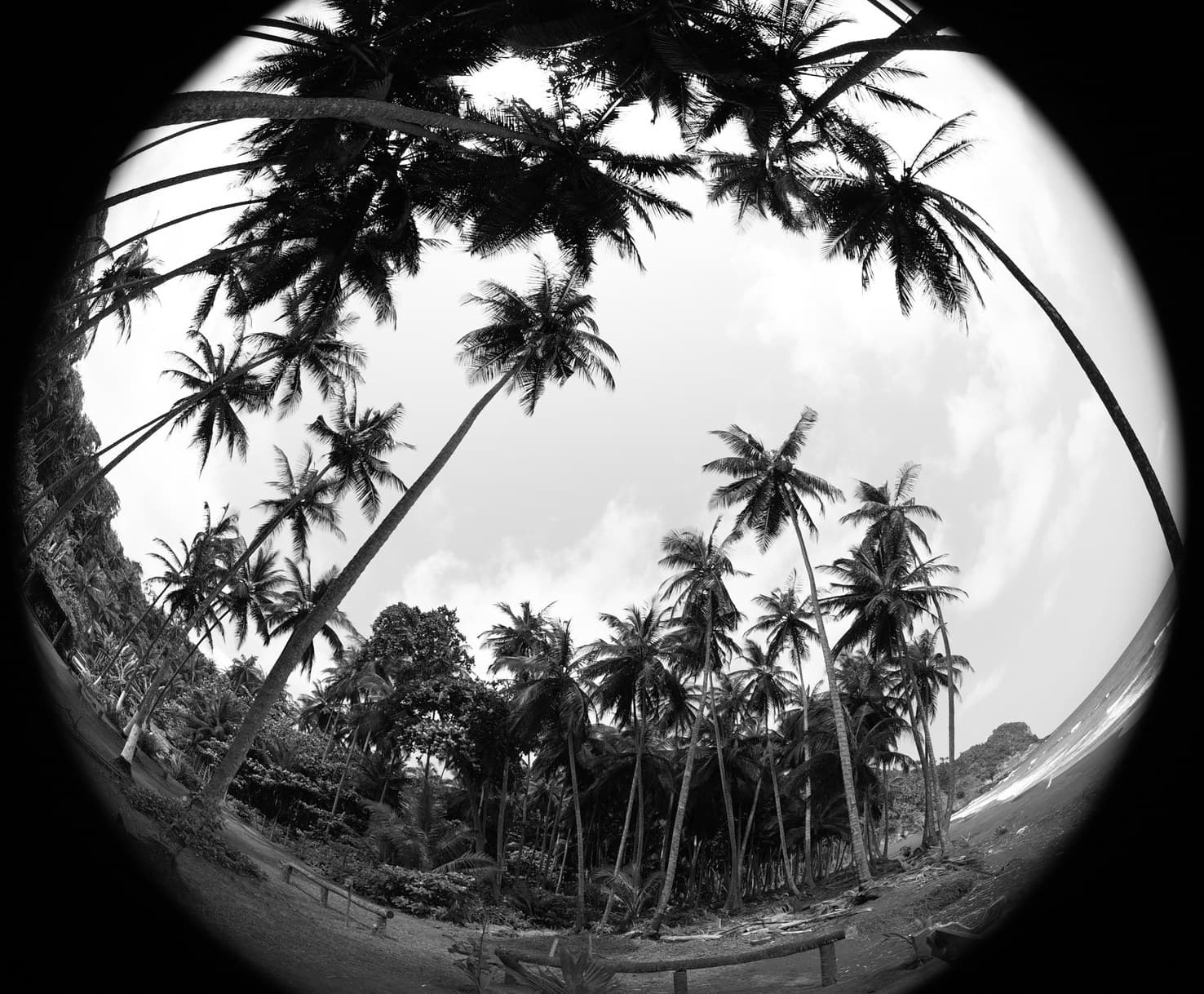 Palm grove seen through a fisheye lens, São Tomé